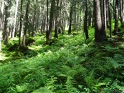 Chessiloch, Flühli LU (CH), 26.06.2021